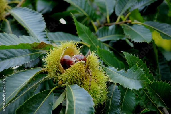 Fototapeta Sweet Chestnuts on a tree