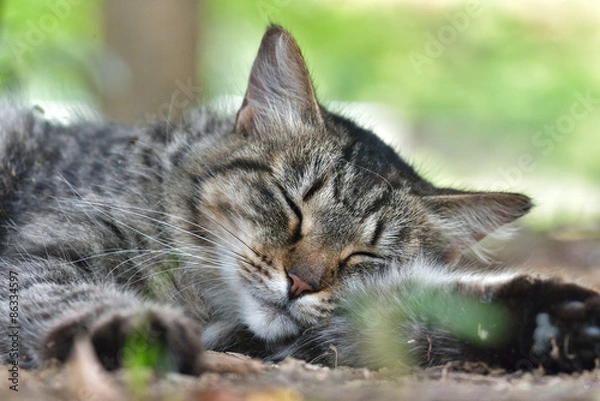 Fototapeta 夢の中の猫