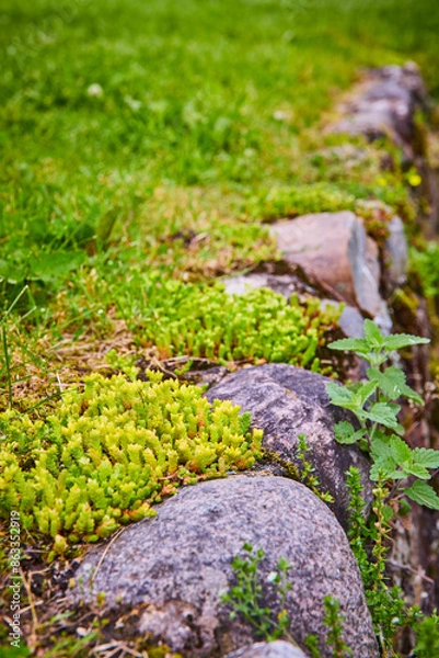 Fototapeta Overgrown Stone Path in Lush Garden Low Angle Perspective