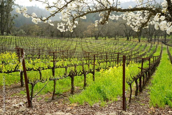 Fototapeta Colorful mustard, a cover crop, blankets the ground between rows of grapevines.