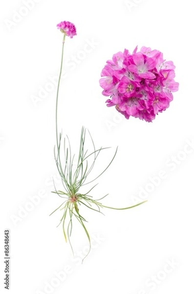 Fototapeta Armeria juniperifolia