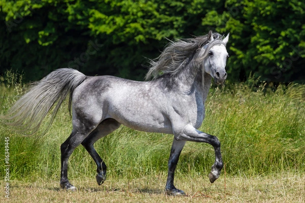 Obraz Fliegenschimmel im leichten Trab