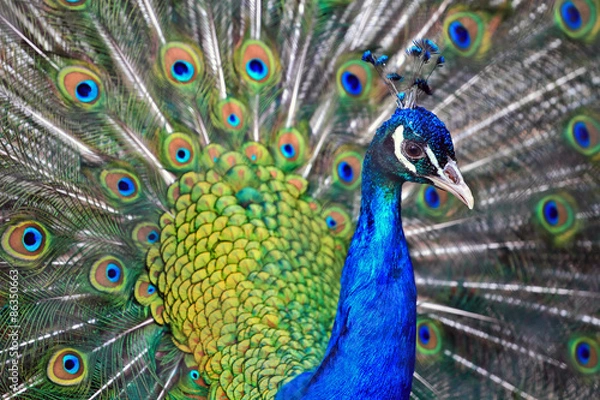 Obraz male peacock