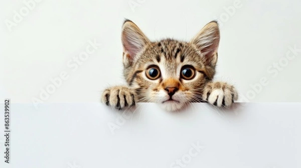 Obraz Curious kitten peeking over sign white background