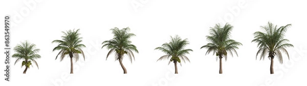 Fototapeta Coconut palm tree pack on transparency background .	
