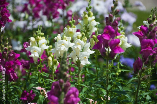 Fototapeta Львиный зев. Цветы.