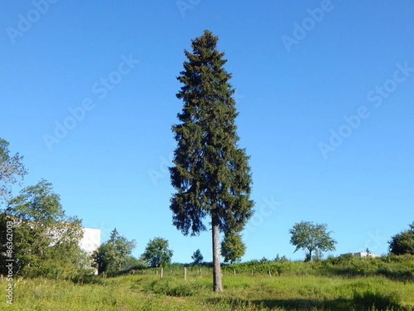 Fototapeta Ель в московской области