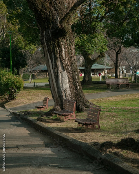 Fototapeta 햇빛이 쏟아지는 공원 벤치의 모습