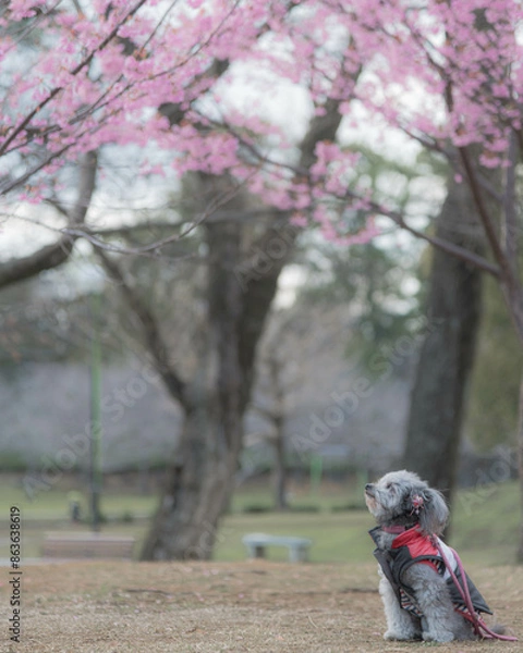 Fototapeta 꽃을 바라보는 강아지의 모습