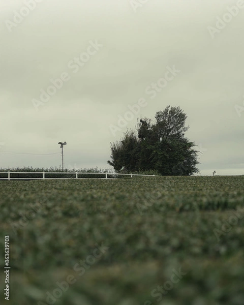 Fototapeta 날씨가 흐린 날 밭의 모습