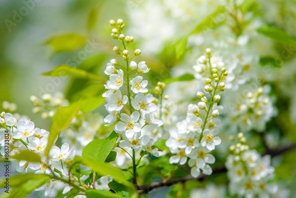 Fototapeta Bird cherry branches in the garden in spring
