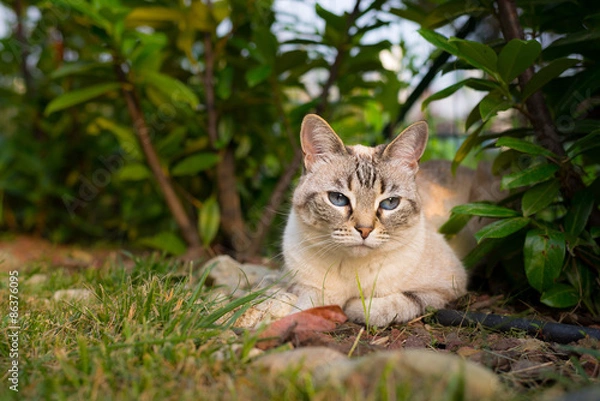 Fototapeta Cat lying down on the grass looking at camera