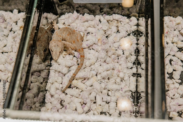 Obraz Mały gekon w terrarium