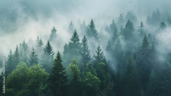 Obraz A lush evergreen forest covered in fog on a mountain slope, creating a mysterious and serene atmosphere ideal for nature and wilderness themes.