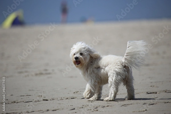 Obraz Dog on a Beach