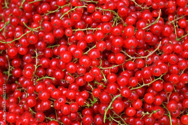 Obraz Redcurrant