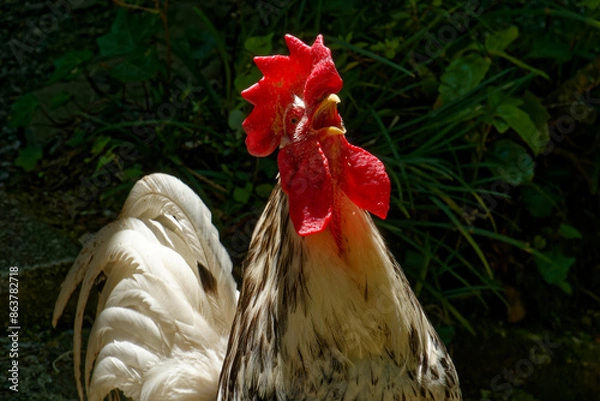Fototapeta 朝をむかえて鳴く烏骨鶏