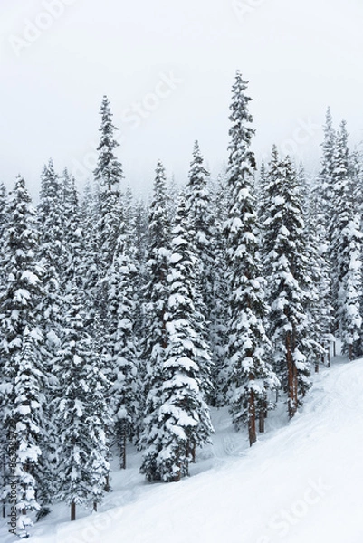 Fototapeta Snow-Covered Trees in a Snowy Winter Landscape