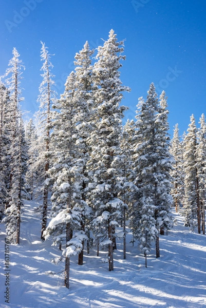 Fototapeta Snow-Covered Trees in a Snowy Winter Landscape