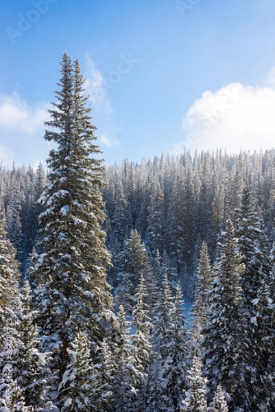 Fototapeta Snow-Covered Trees in a Snowy Winter Landscape