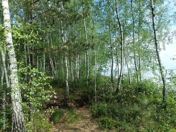 Fototapeta Rekyva forest and lake during sunny summer day. Pine and birch tree woodland. Wavy lake. Bushes and small trees are growing in woods. Sunny day with white clouds in sky. Nature. Rekyvos miskas.