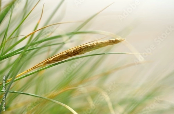 Fototapeta in the grass