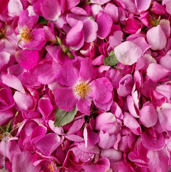 Fototapeta A Collection of Fresh Rosehip Petals Ready for Use. The petals are soft and delicate, with a vibrant pink hue that suggests they were recently plucked from the rose bush