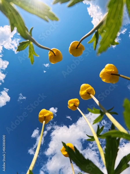 Fototapeta Yellow Flowers Pointing Upward Against A Sunny Blue Sky. In the foreground, several tall, slender stems of yellow flowers reach upward, creating a sense of lightness and optimism