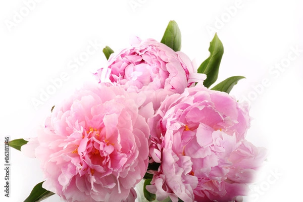 Obraz gently pink peony flower on a white background