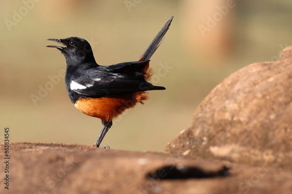 Fototapeta Mocking Cliff-chat