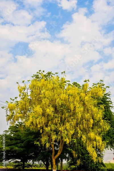 Obraz Ratchapruek tree (Cassia Fistula L.) in the summer, yellow flowers on th sky background