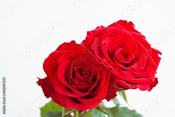 Fototapeta 赤いばら