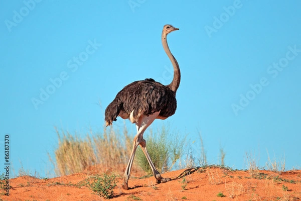 Obraz Kobieta strusia (Struthio Camelus) na czerwonej Sandy Dune, Kalahari Desert, Republika Południowej Afryki