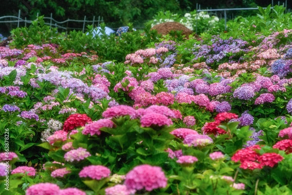 Fototapeta 茨城県北茨城市　満開のあじさいの森
