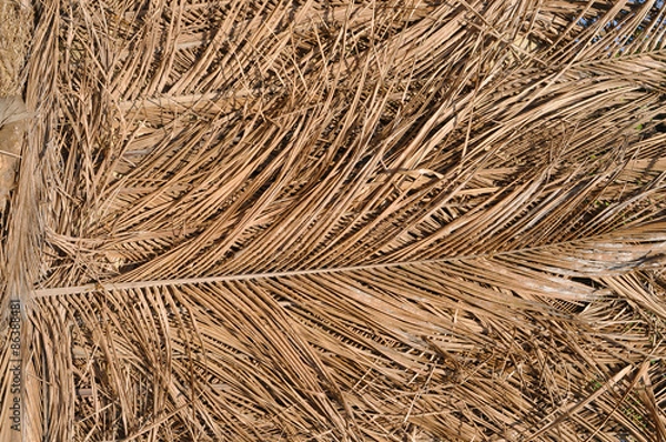 Fototapeta Dry palm leaf background