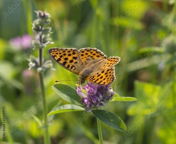 Obraz farfalla sul fiore
