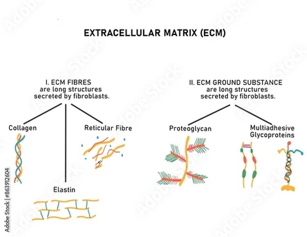 Obraz Components of Extracellular Matrix