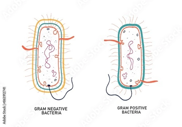Obraz Gram positive and Gram negative bacteria- comparison