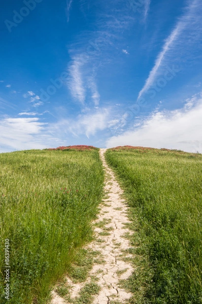 Obraz Green spring hill, nature background
