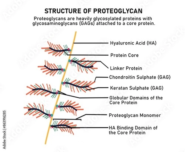 Obraz Structure of proteoglycan