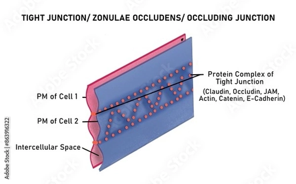 Obraz Tight junction/ zonulae occludens/ occluding junction