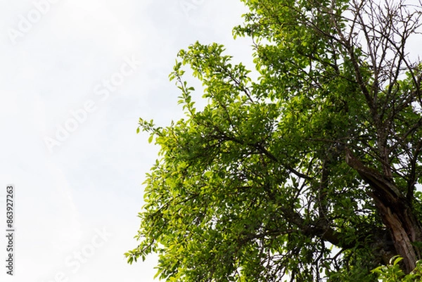 Fototapeta Green Tree Branches Against a Clear Sky

