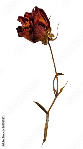 Obraz Dried red rose withered transparent background