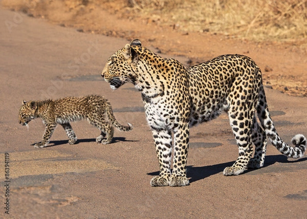 Obraz Leopard and cub crossing road