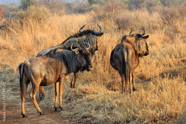 Obraz Three wildebeest
