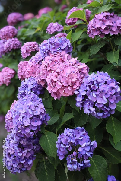 Fototapeta 東京散歩　飛鳥山の満開の紫陽花