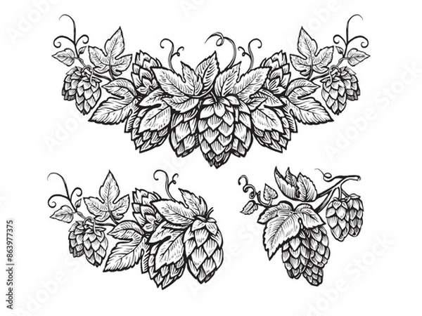 Obraz Vector hop sketch. Branch of hops cones with leaves. Design element for border or frame. Beer ingredient illustration.
