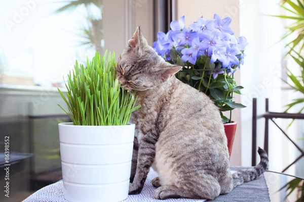 Obraz Nice cat sitting on the balcony with pot of grass