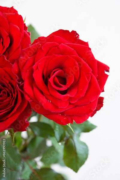 Fototapeta 赤い薔薇