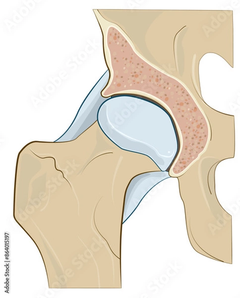 Obraz ARTICULACION 01